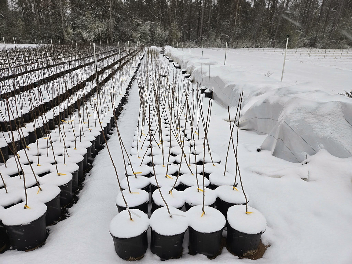 Late Freezes and Fruit Crops: What Matters - and What Doesn't